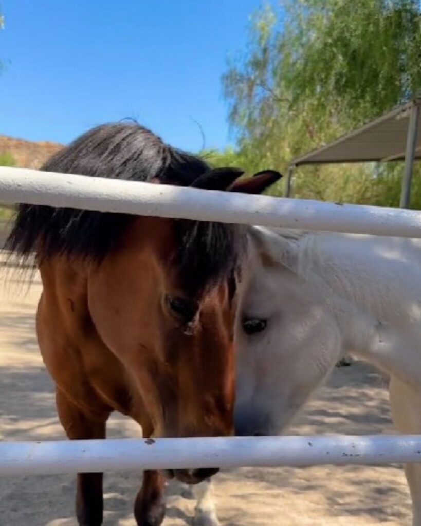 Mini Horse with an old friend