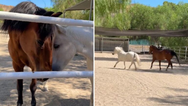 Mini Horse's Heartwarming Reunion With Best Friend