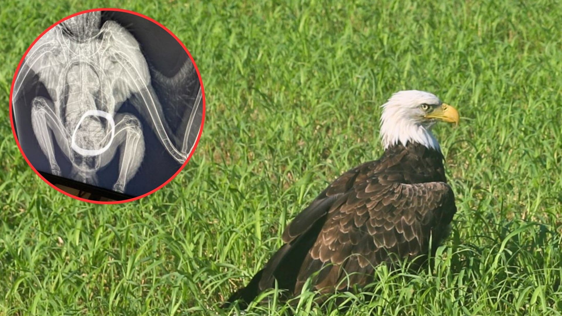 Missouri Wildlife Rescuers Save Bald Eagle Then Discover Comical Reason He Can’t Fly