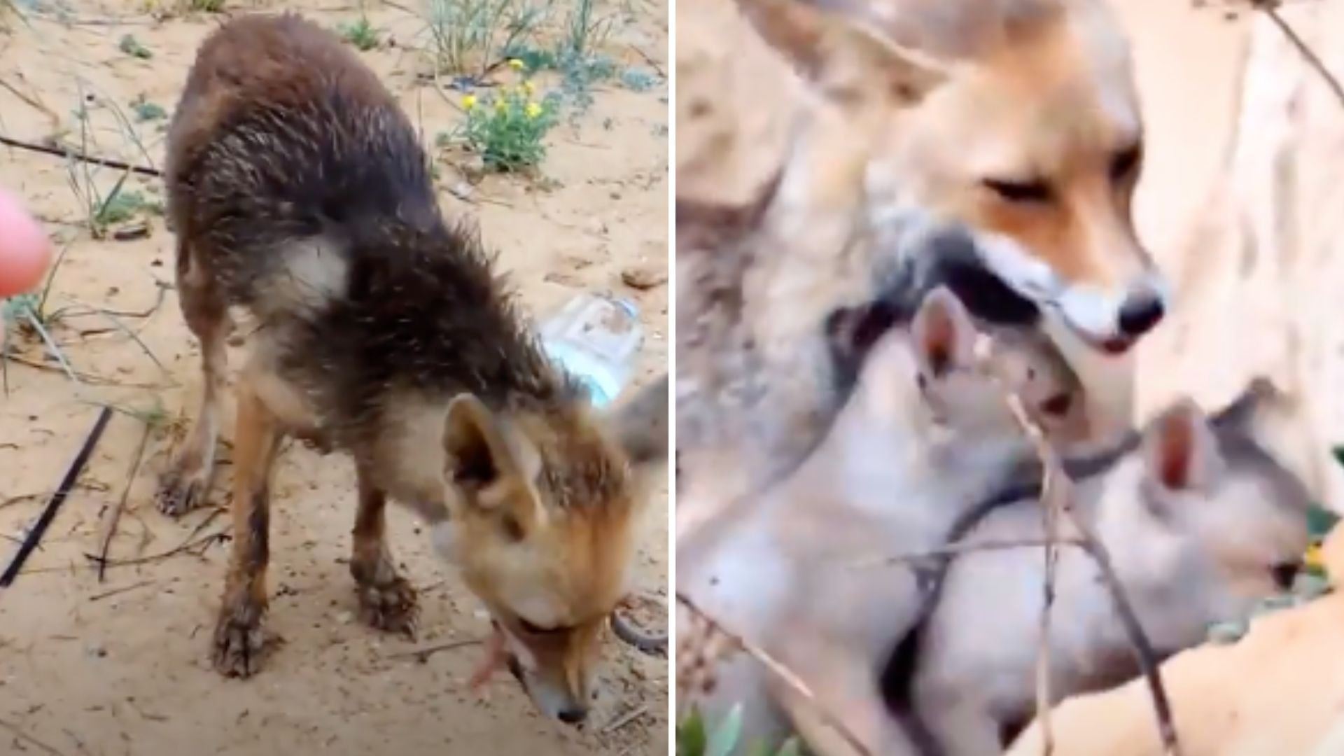 mother fox meets her babies