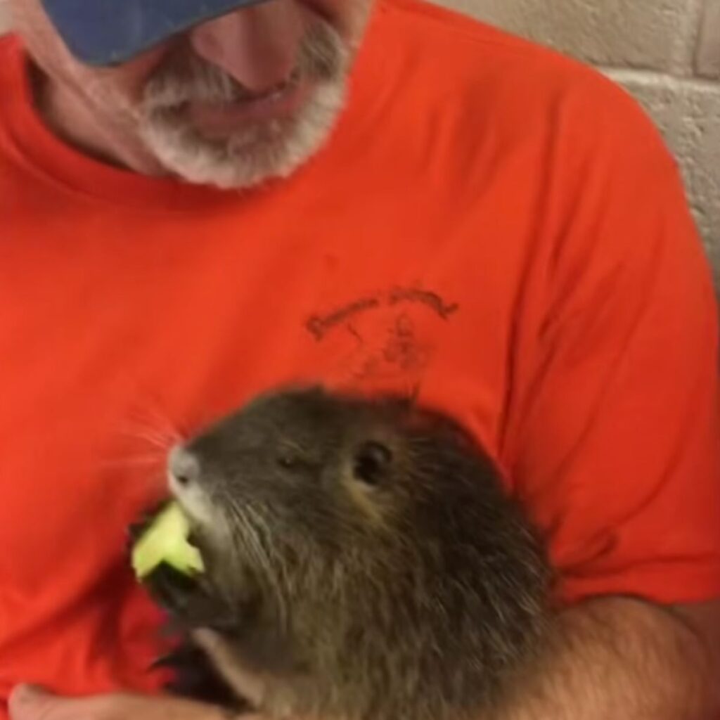 Nutria eats in the arms of a man