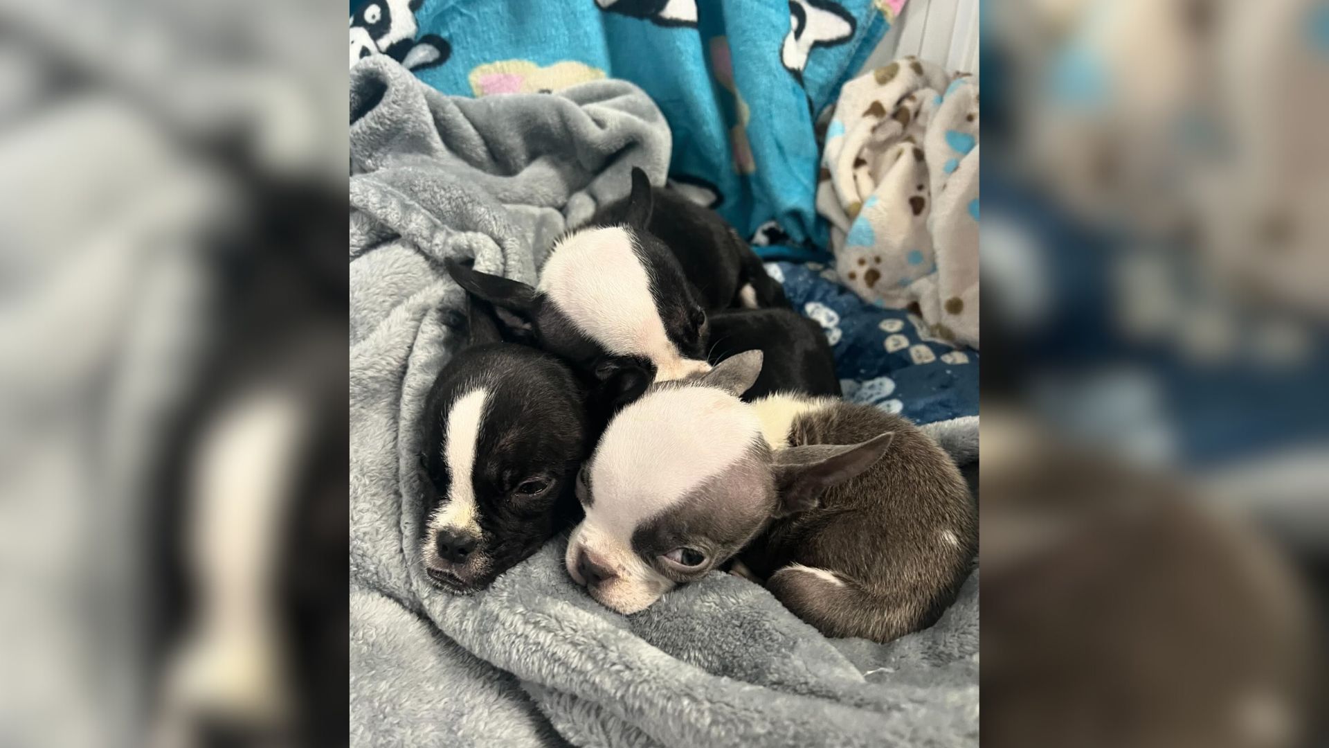 Oakland Team Races To Save Puppies Left Outside Shelter