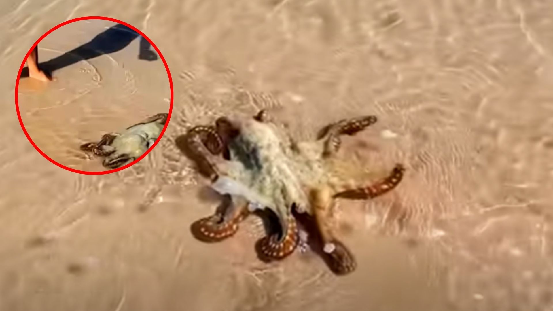 Octopus Finds The Most Heartwarming Way To Thank Its Rescuers