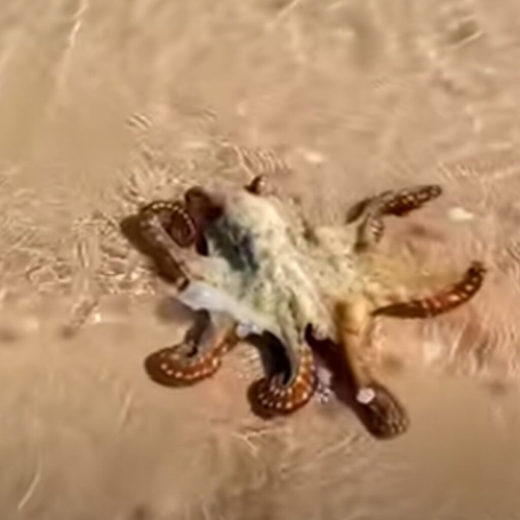 Octopus on a sandy beach