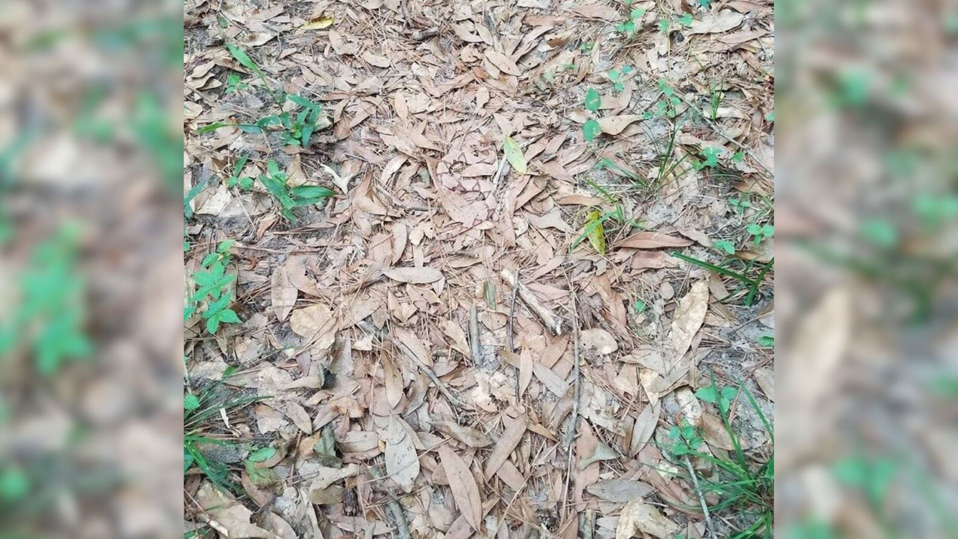 Camouflaged snake