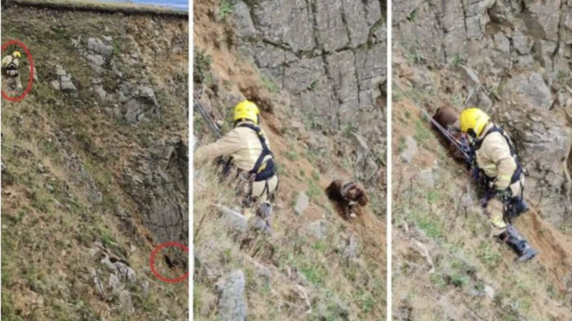 man saving a dog