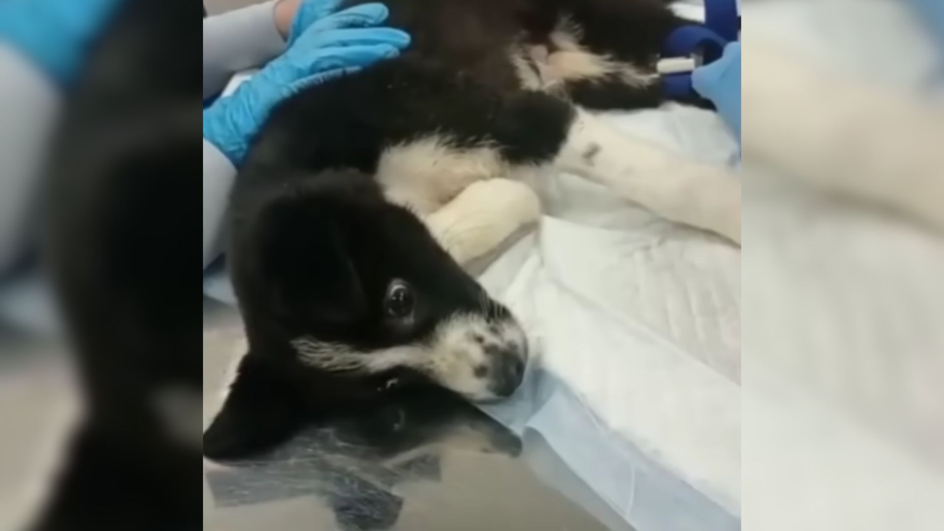 Owner Leaves His Dog At A Shelter Because Of “Injury” But The Vets Discover Something Shocking