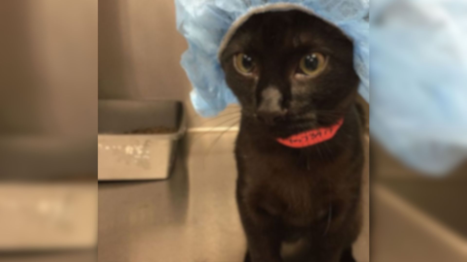 black cat with surgery cap