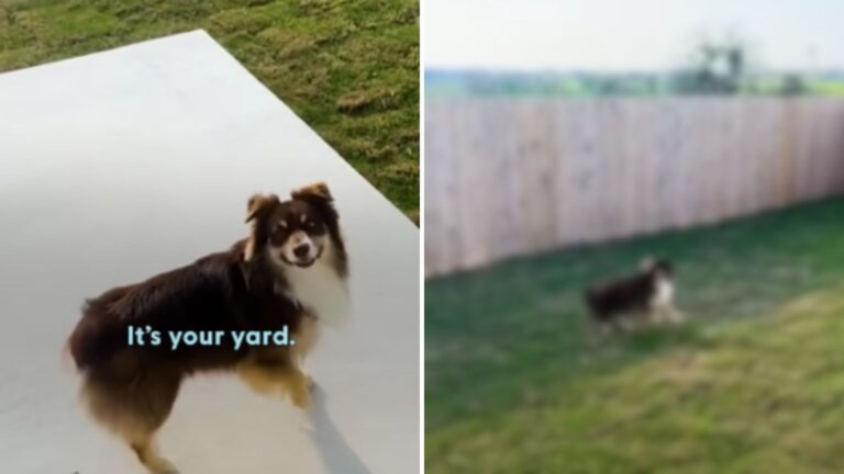 dog in backyard