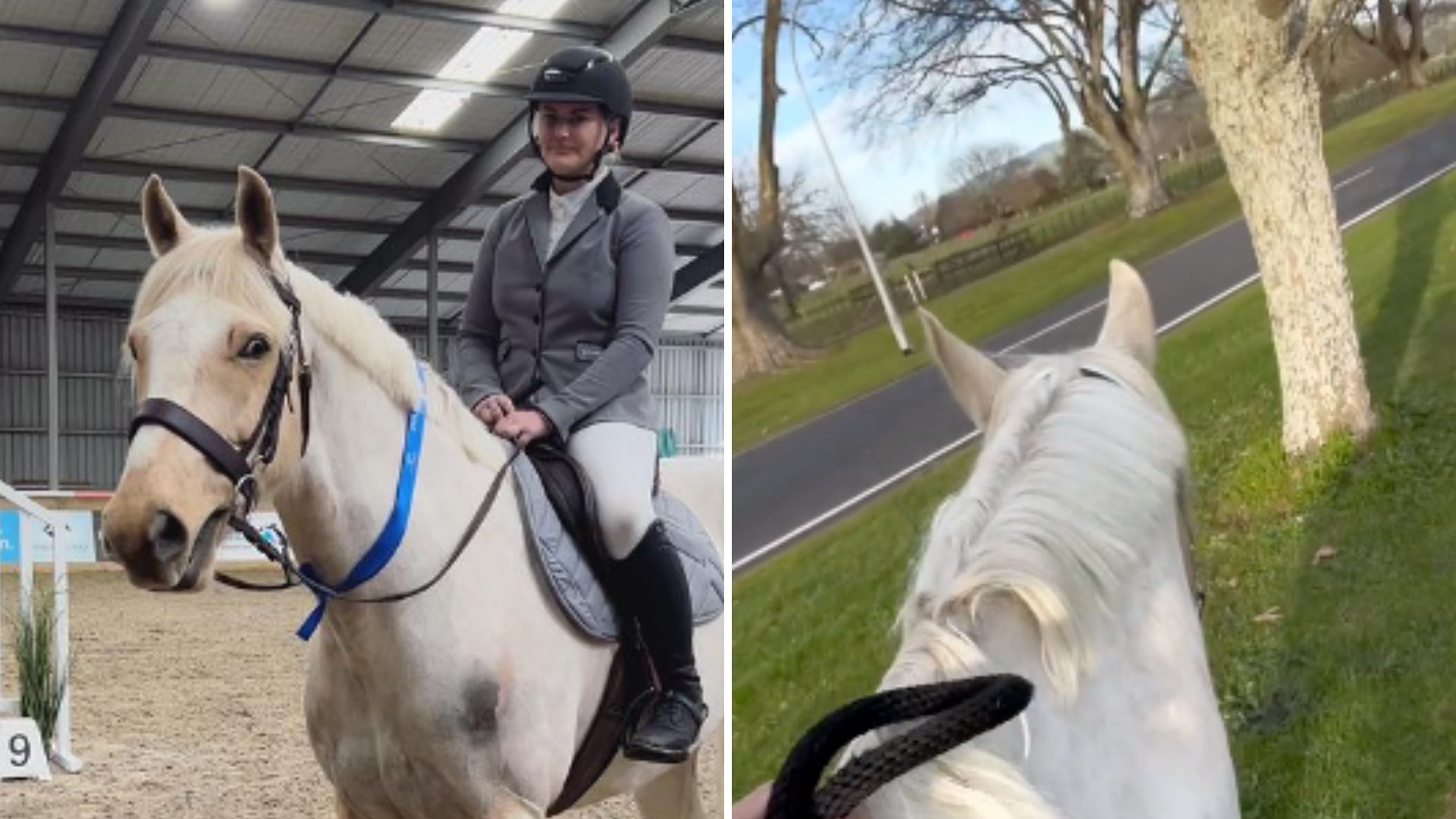 Panda The Horse Escapes Every Day Just To Visit His Friends At The Dementia Care Facility