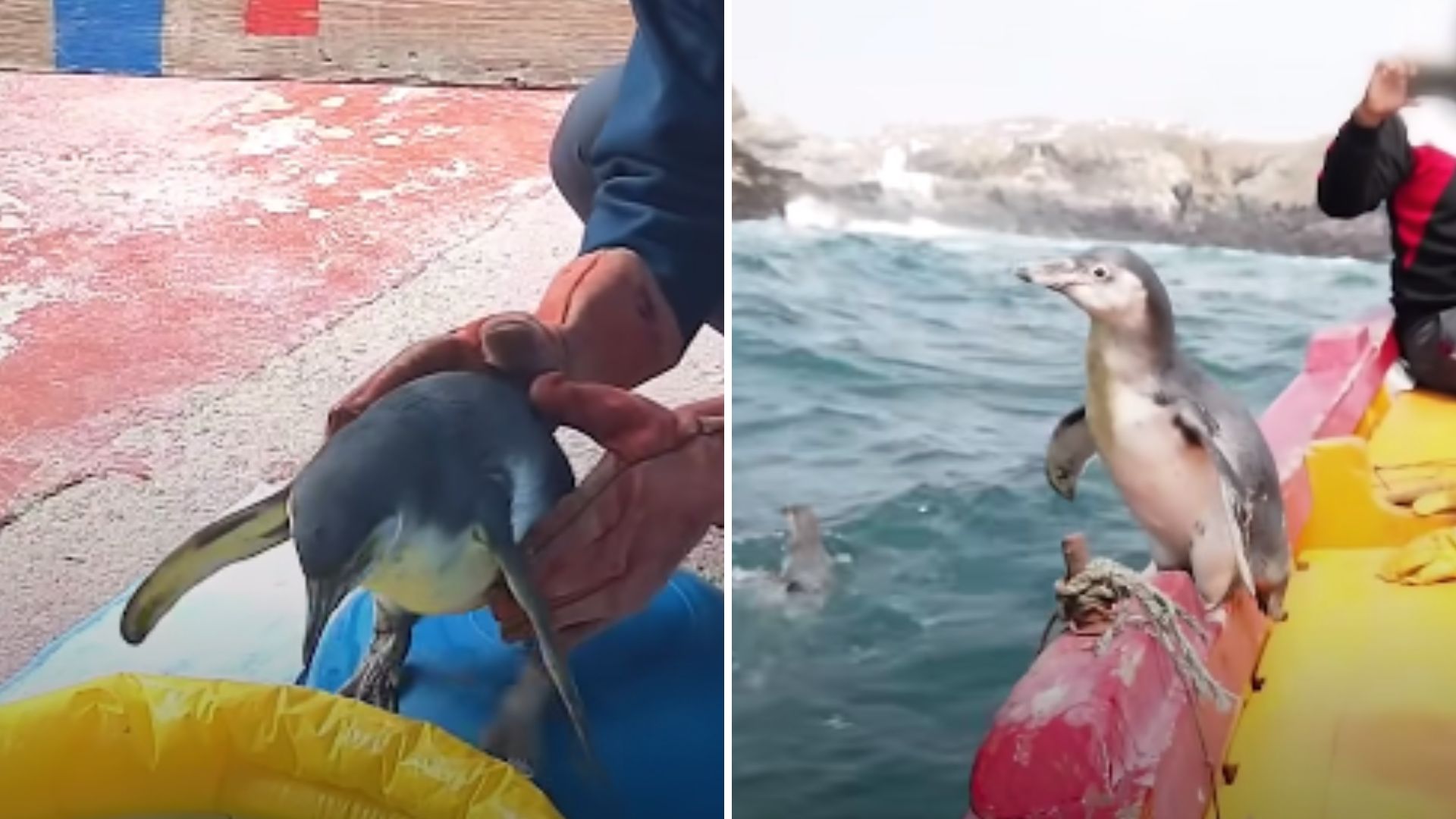 Penguin Overcomes Fear Of Water And Takes Her First Swim Ever