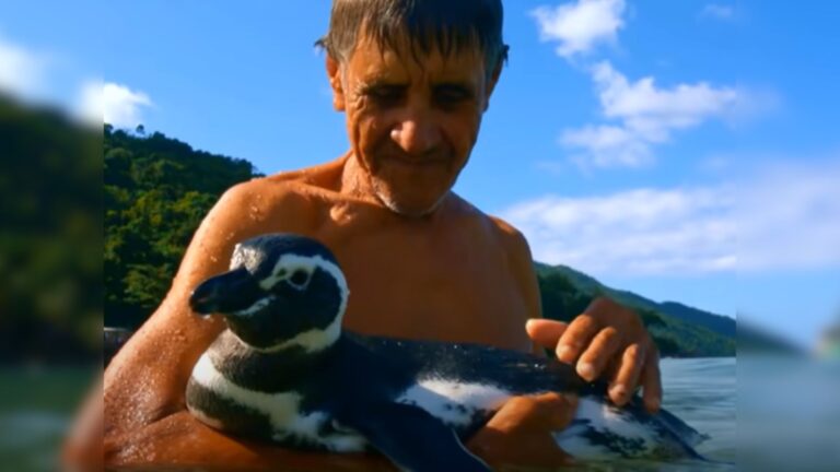 Penguin Travels 5000 Miles Every Year Just To See The Man