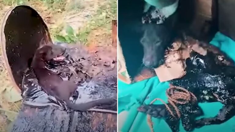 dog thrown in the barrel full of tar