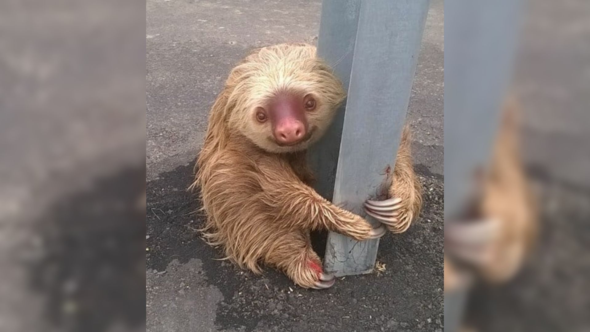 Police Officers Rush To Rescue A Sloth