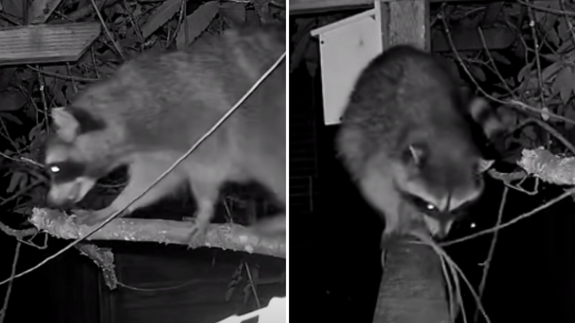 raccoon untying the rope