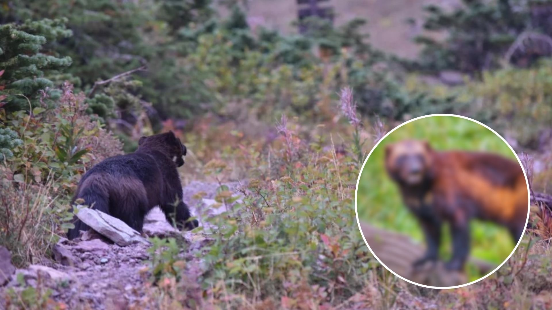 Rare Mysterious Animal Spotted At Montana Camp Has Hikers Asking Internet For Answers