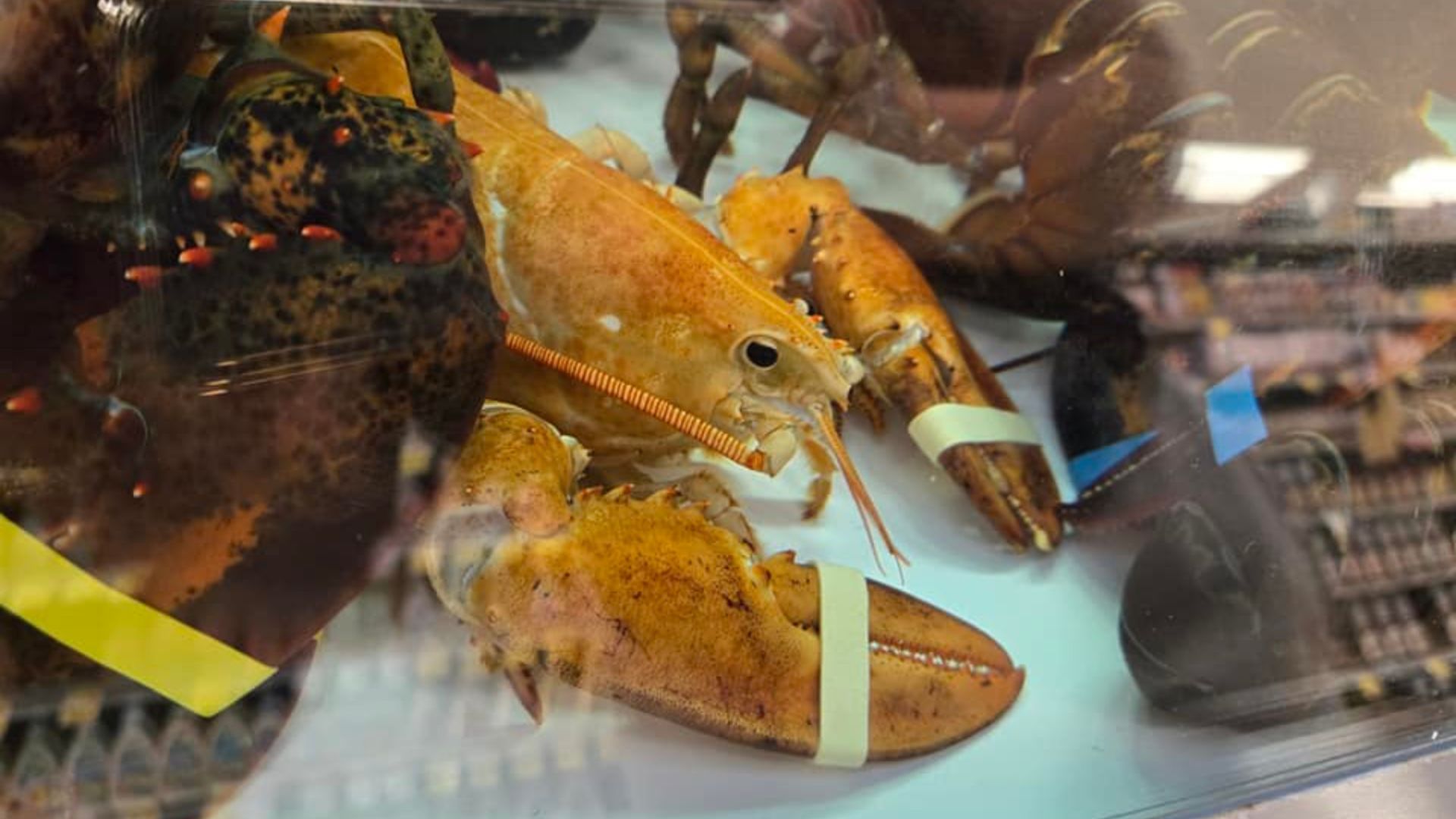 Rare Orange Lobster Found In Supermarket Tank Spared From The Menu In The Nick Of Time