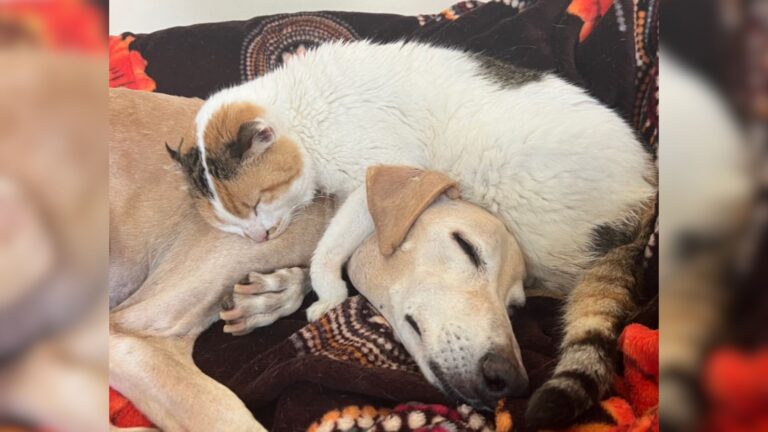 rescue dog and cat