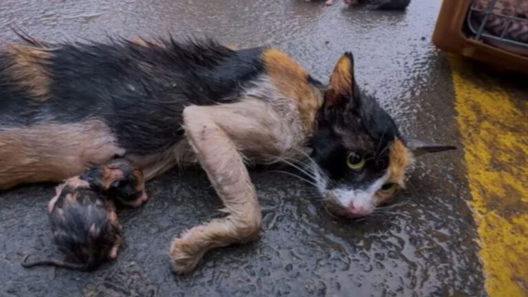 cat laying