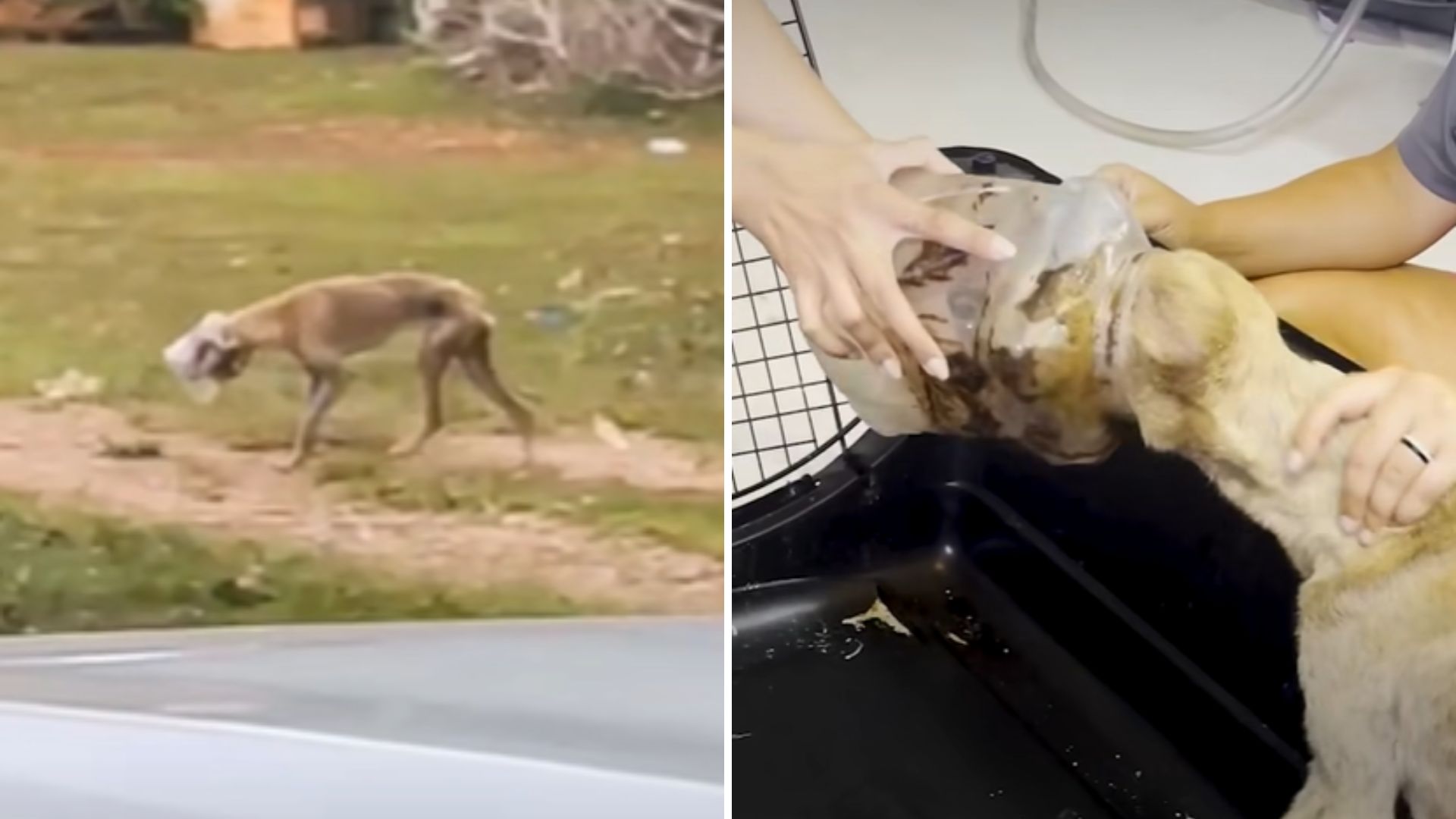 dog walking around with jar on the head