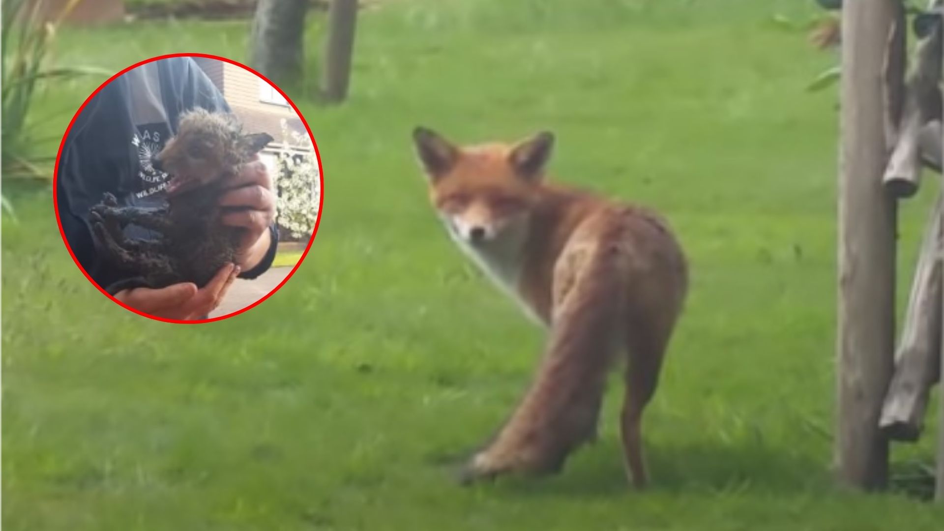 Residents Shocked To Uncover The Reason Behind The Fox’s Distress Calls