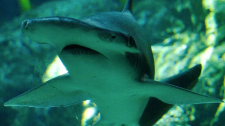 cute shark