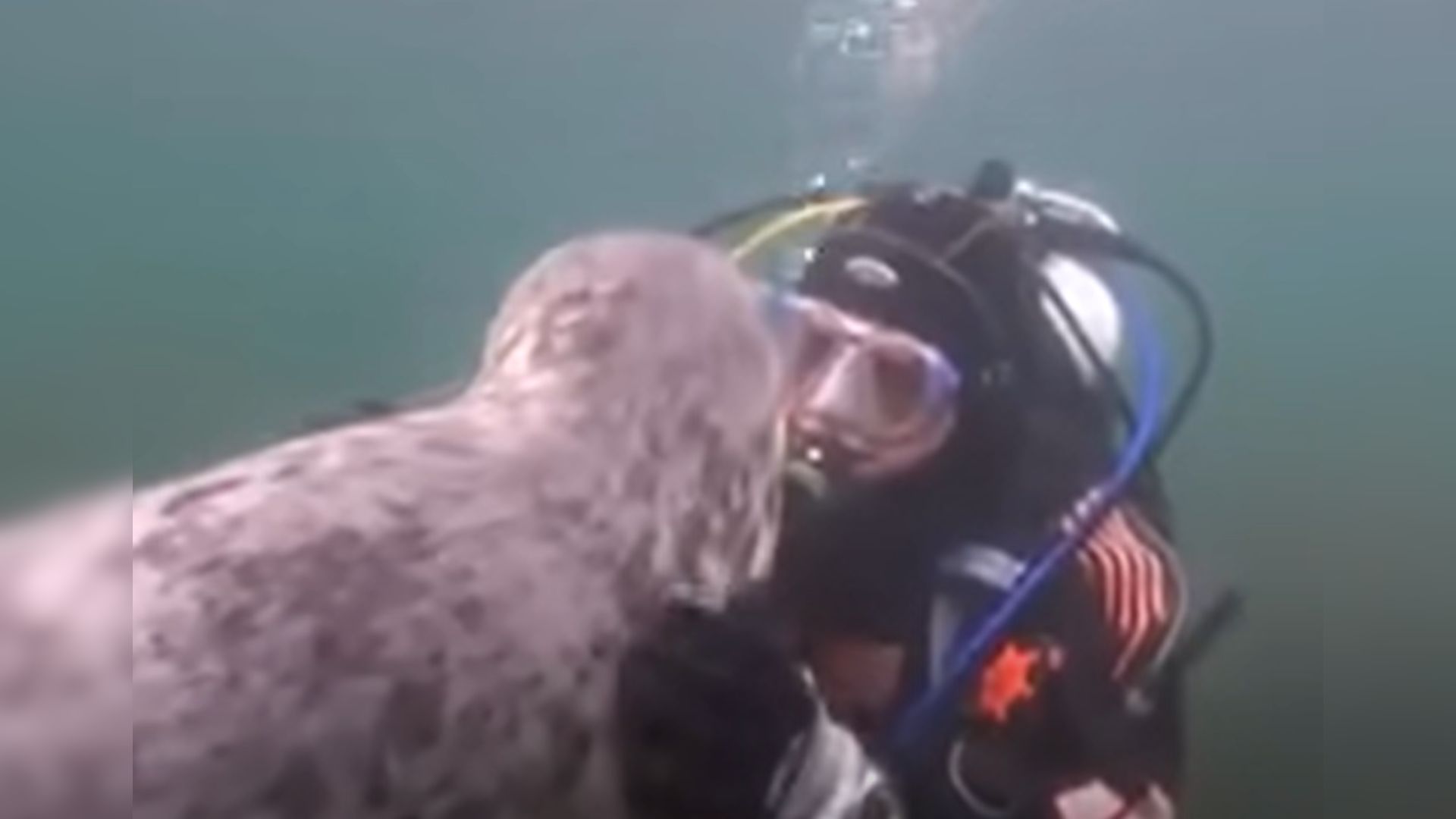 seal swims up tp diver