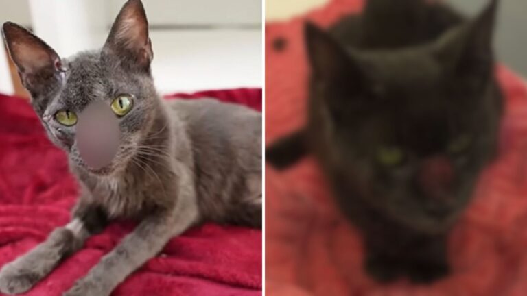 injured cat on red blanket