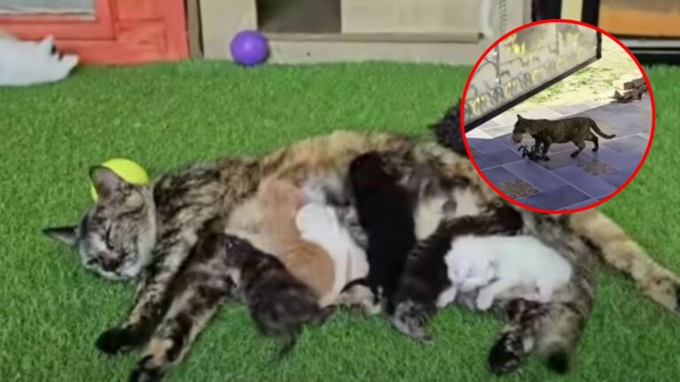 Stray Cat Thanks Her Rescuer In The Most Touching Way By