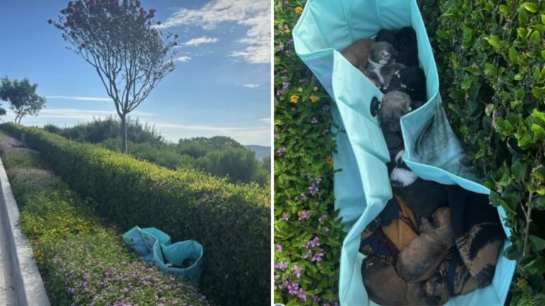 Ten Newborn Puppies Found In Bushes