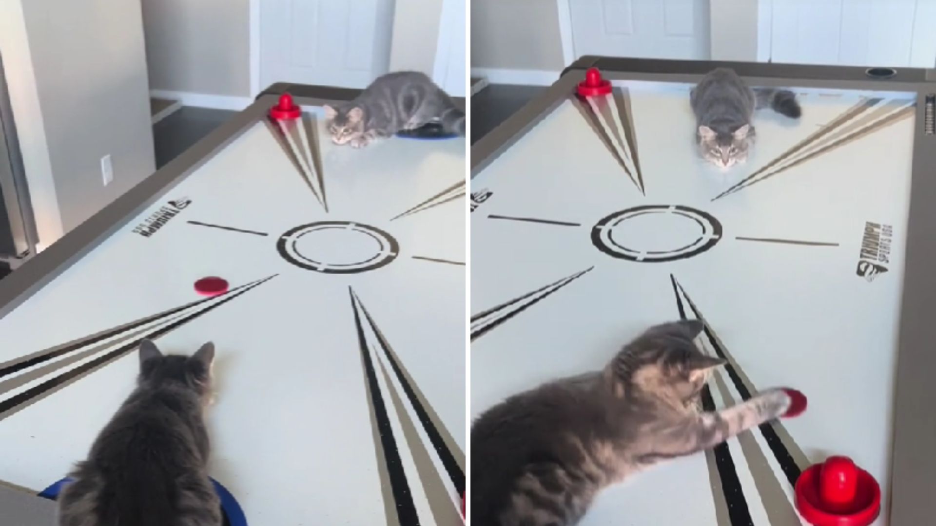 kittens playing air hockey