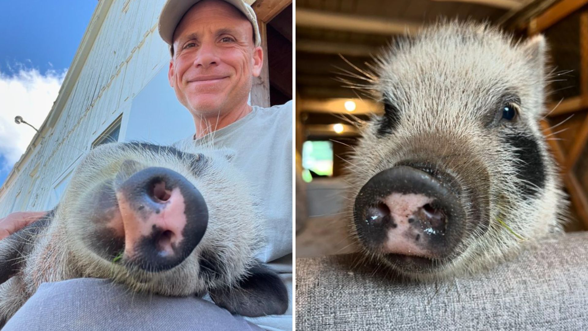 These Piglets Lead A Fairytale-Like Life In New York’s Pig Sanctuary