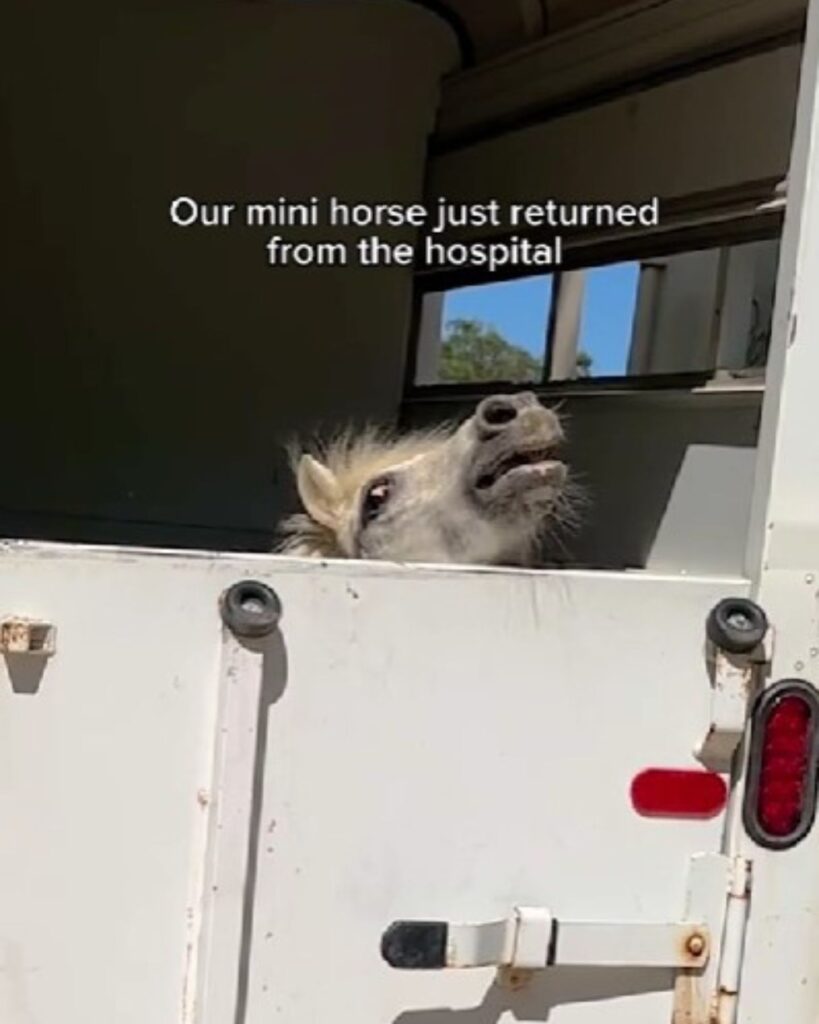 They drive Mini Horse to the hospital