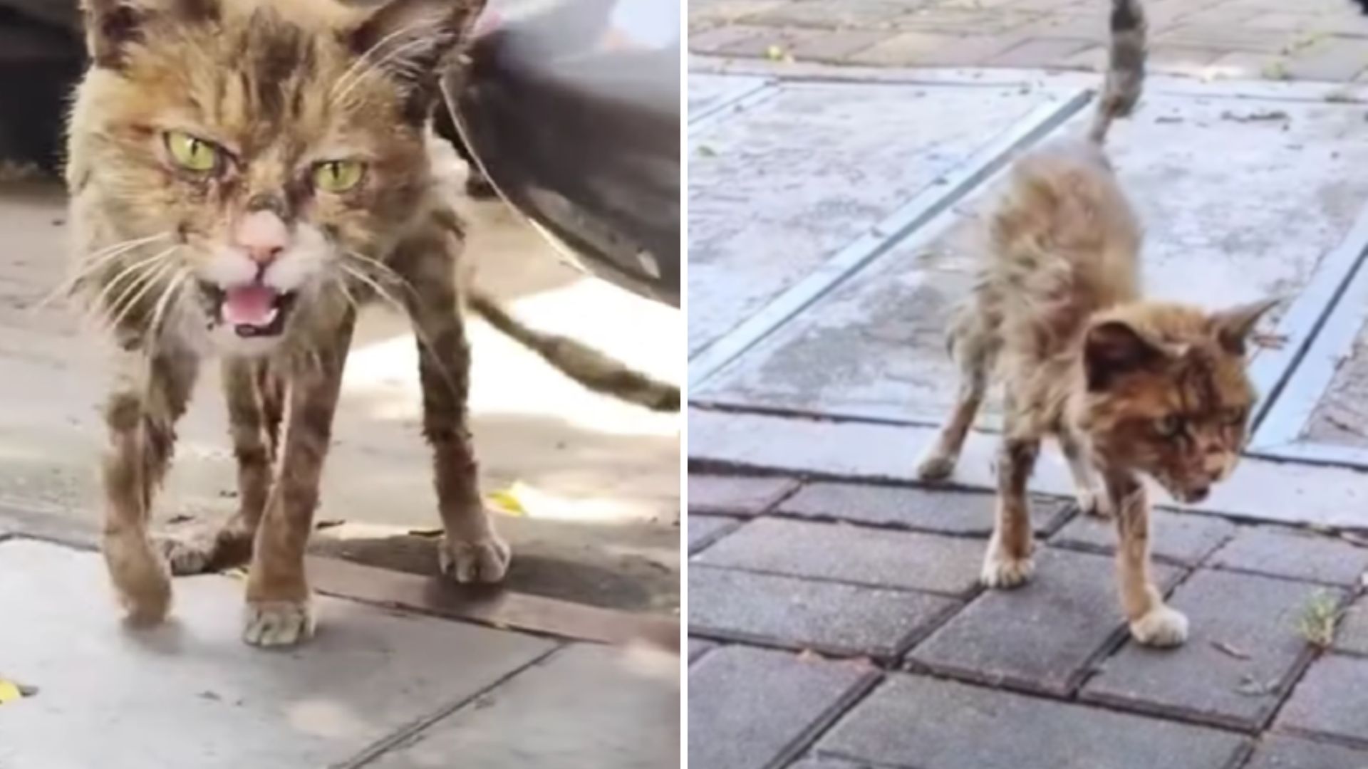 Thin, Weak Cat Crawls Out From Under A Car Desperately Seeking Help