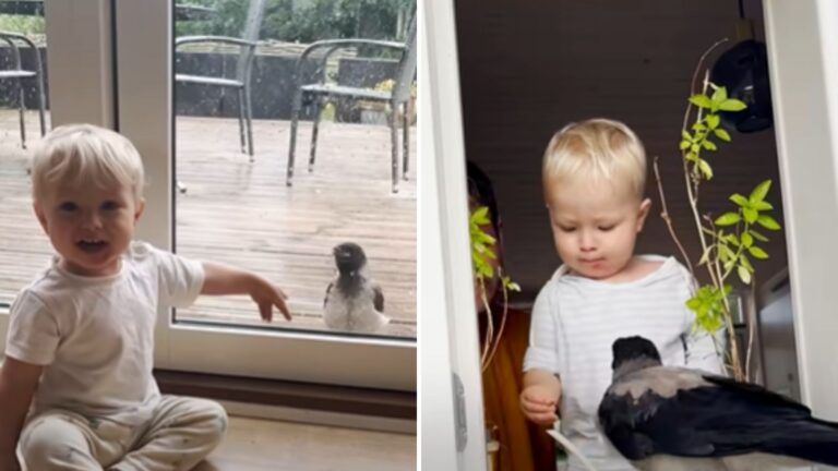 This 2-Year-Old Boy Has A Unique And Wild Friend