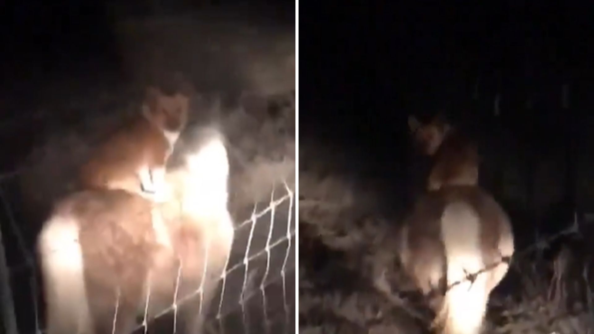 This Corgi Breaks Into His Neighbor’s Farm And The Reason Why Will Leave You In Stitches