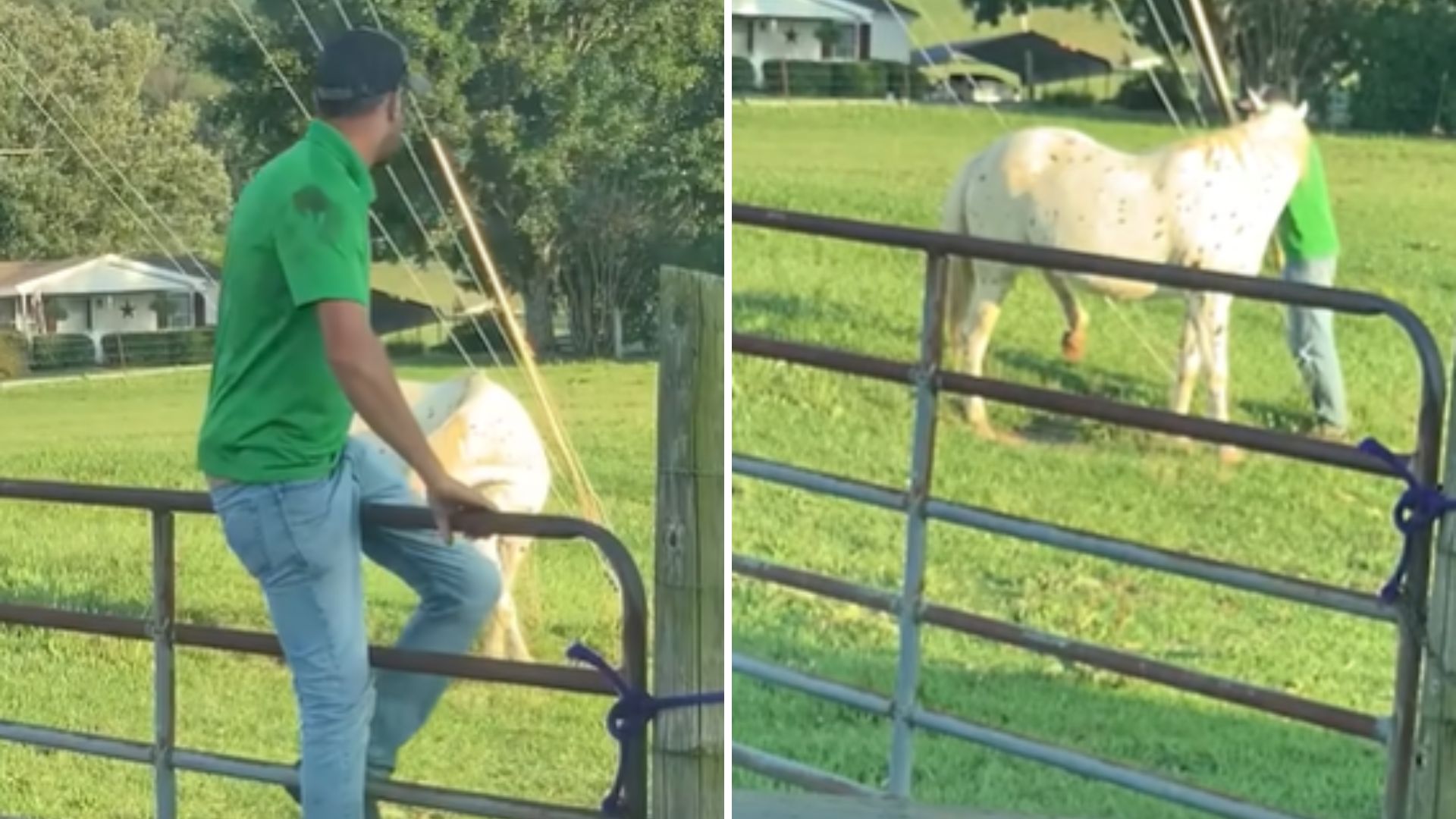 This Man Rescues A Trapped Horse With A Unique And Heartwarming Skill