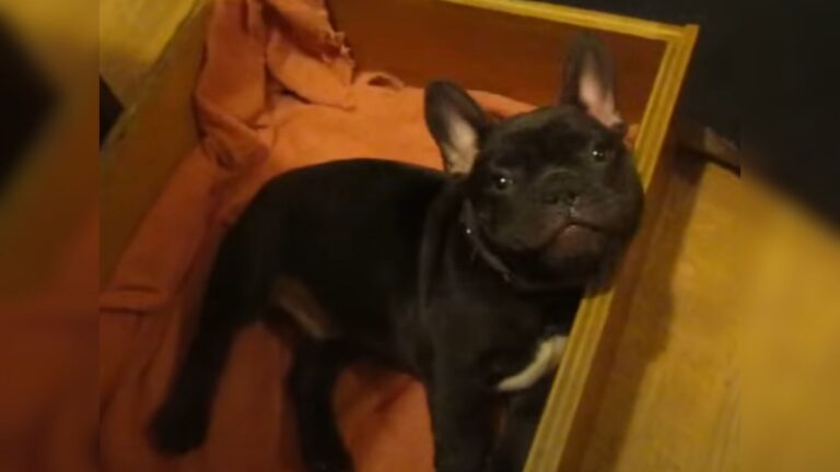 This Puppy Adorably Argues