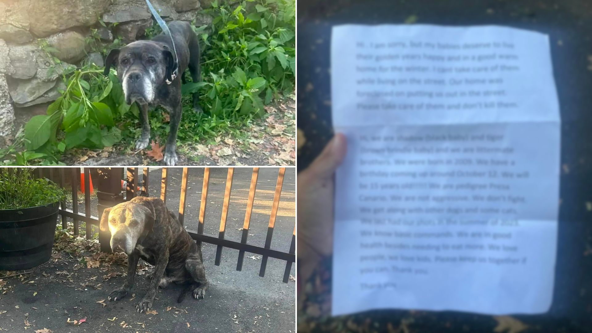 senior dogs tied to a fence with a note