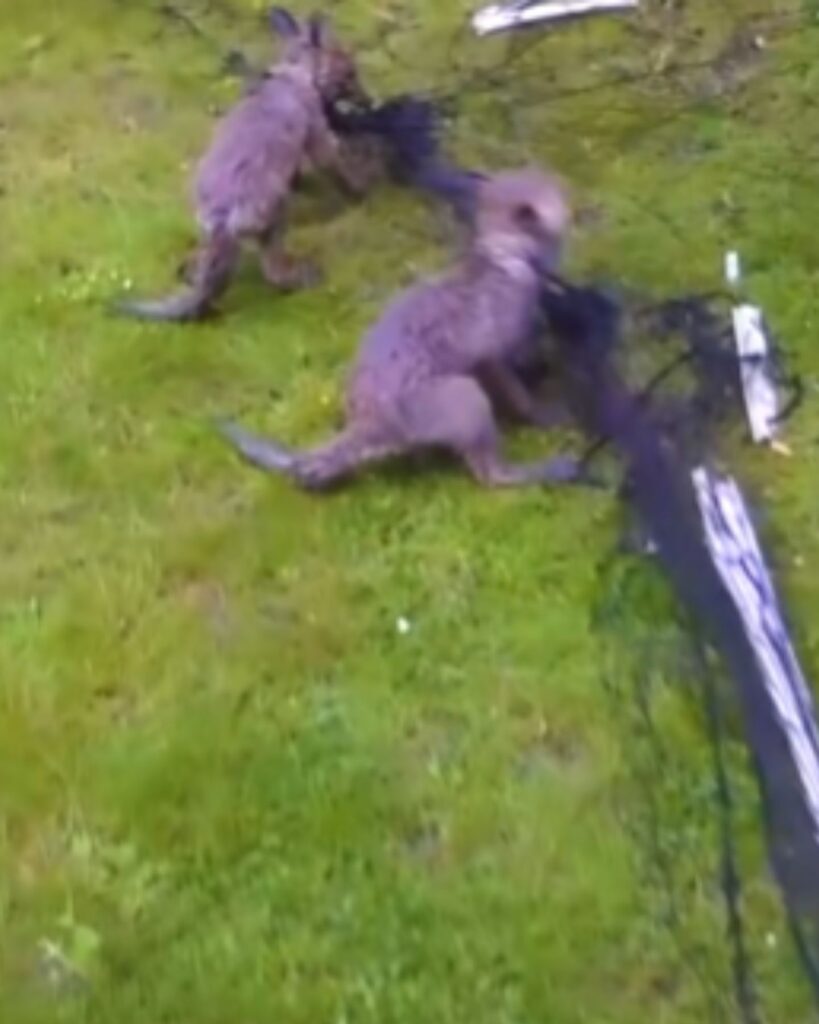 Two Tiny Fox Cubs Trapped