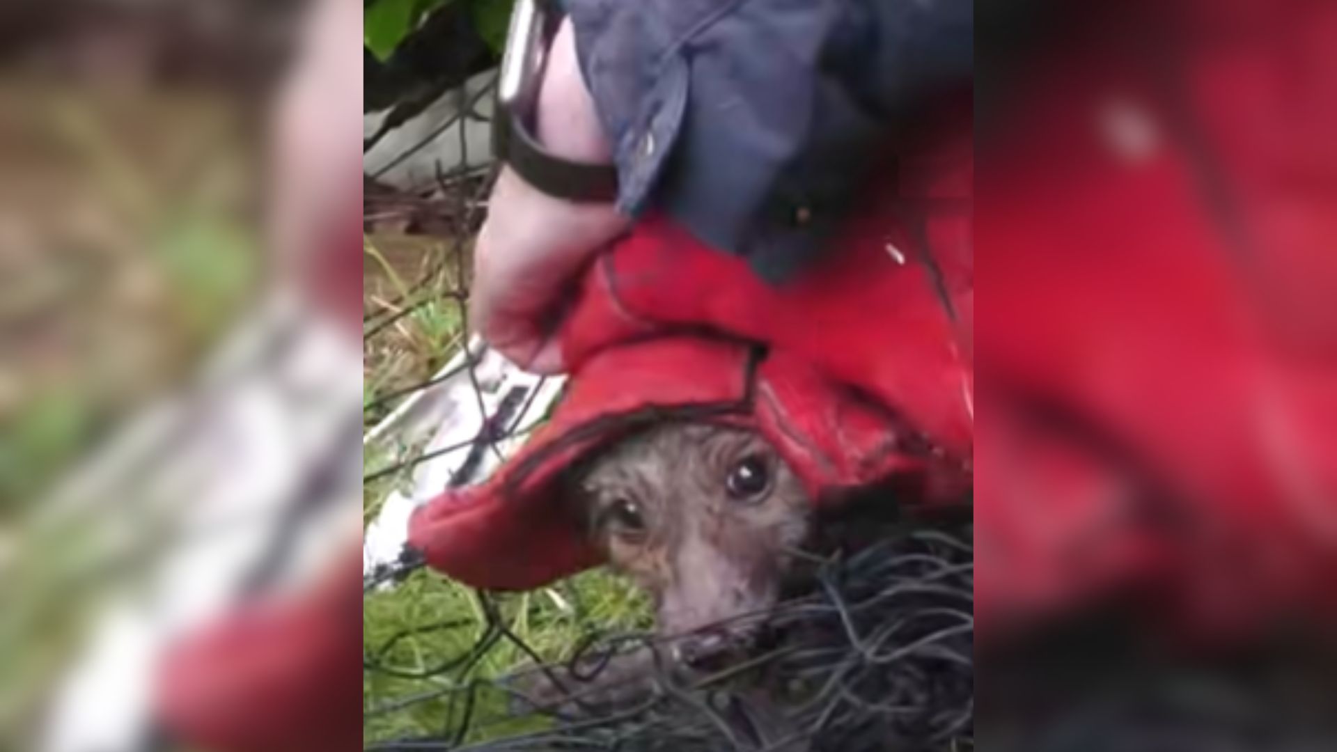 Two Tiny Fox Cubs Trapped In An Unimaginable Place During Heavy Rain