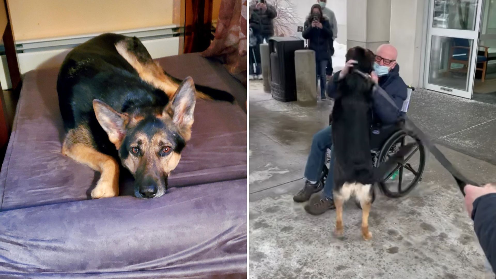 Unwanted Shelter Dog Turns Hero After Saving Her New Owner’s Life During Stroke Attack