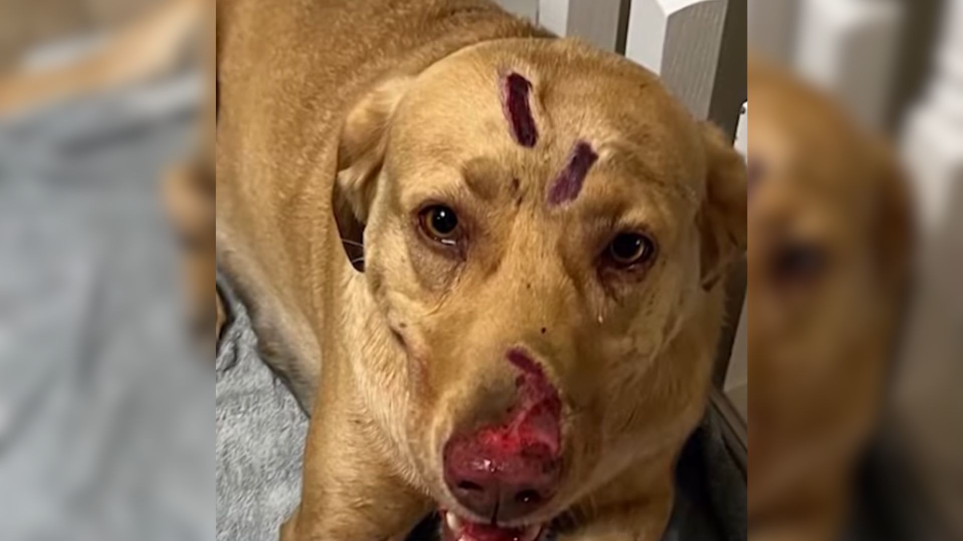 Utah Labrador Endures 30 Bites In Fierce Battle With Mountain Lion