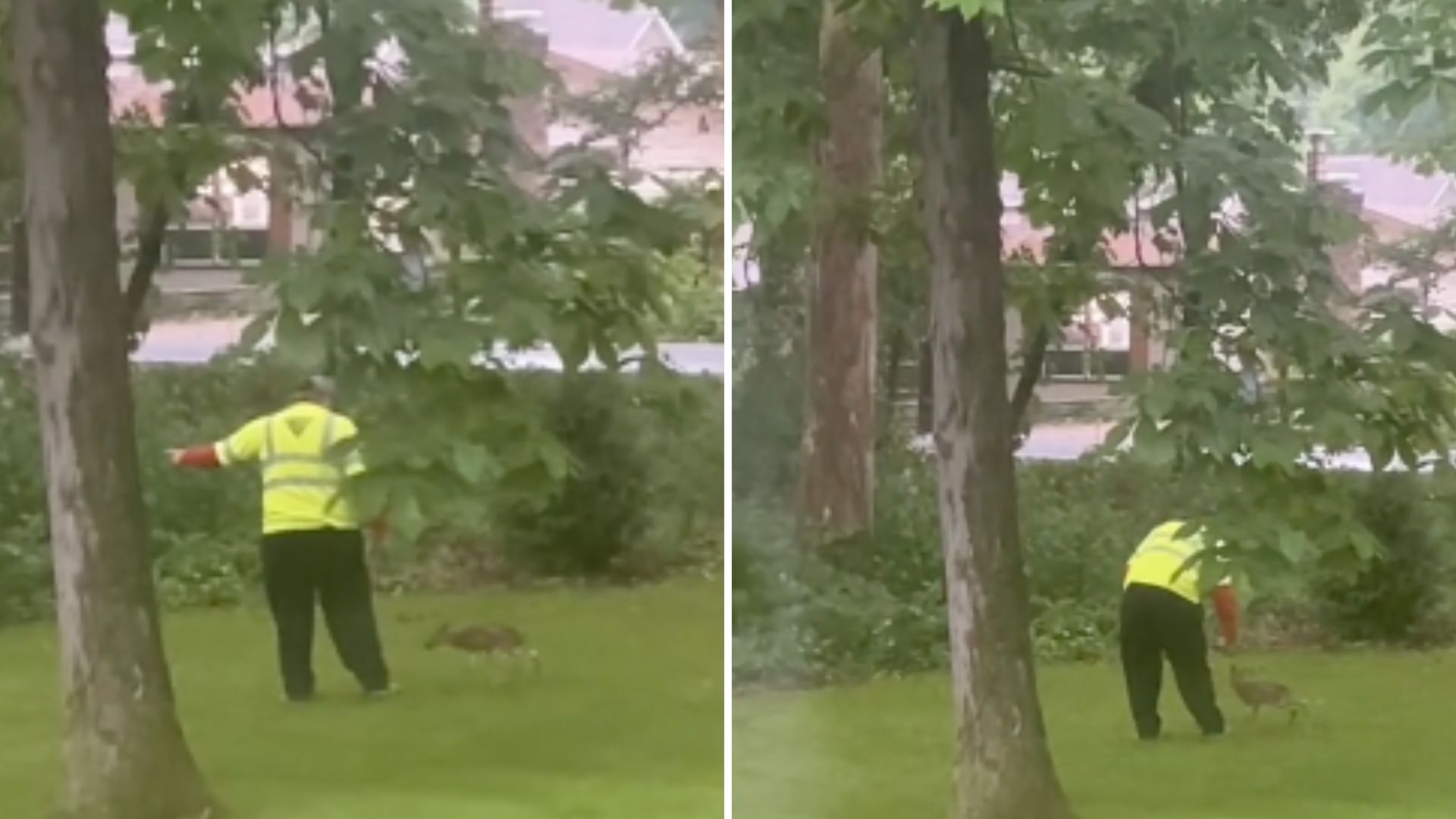 Watch As This Kind Man Reunites A Crying Little Fawn With Its Mother