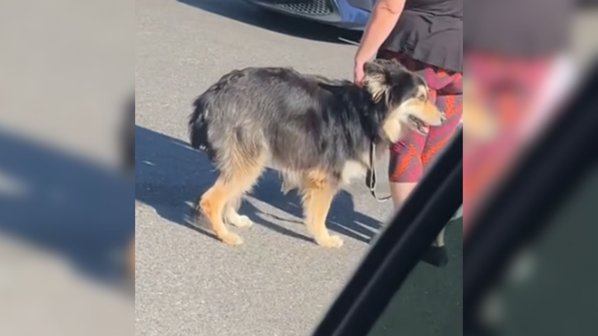 Watch The Painful Video Of A Shaking Dog Being Abandoned At Washington Shelter