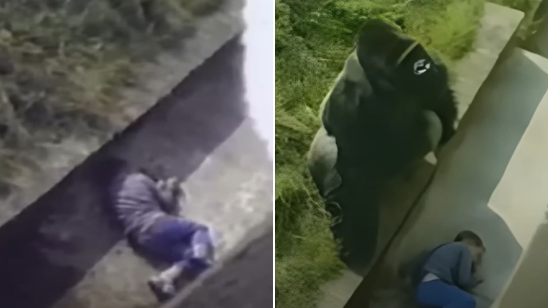 What These Gorillas Did After A Boy Fell Into Their Enclosure Left Everyone In Shock