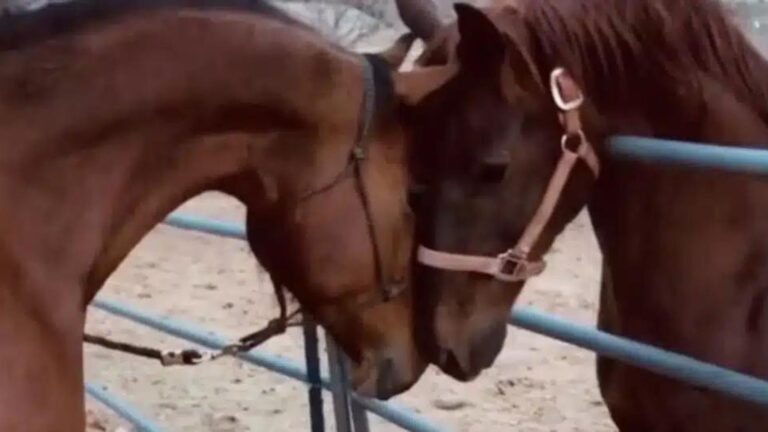 emotional reunion of two horse brothers