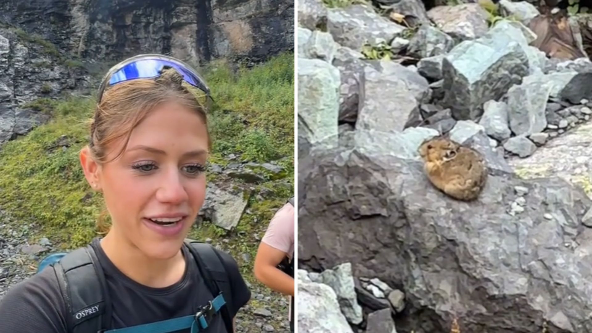 Woman Calls It A ‘Mountain Hamster,’ But Finds An Extraordinary Animal Instead During Her Hike