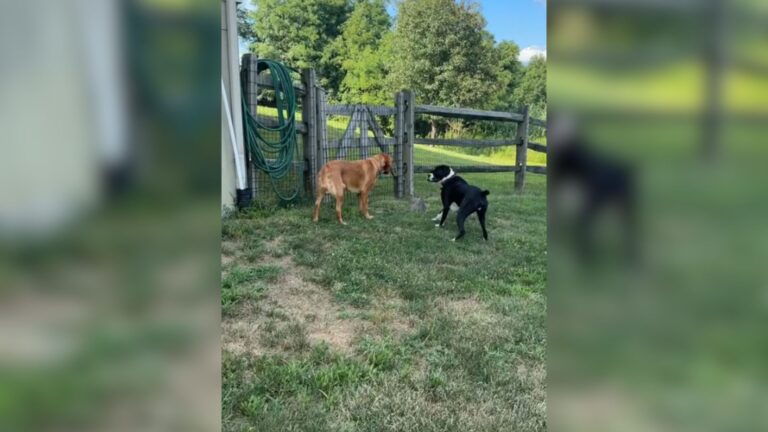 Woman Checks On Her Dogs’ Barking