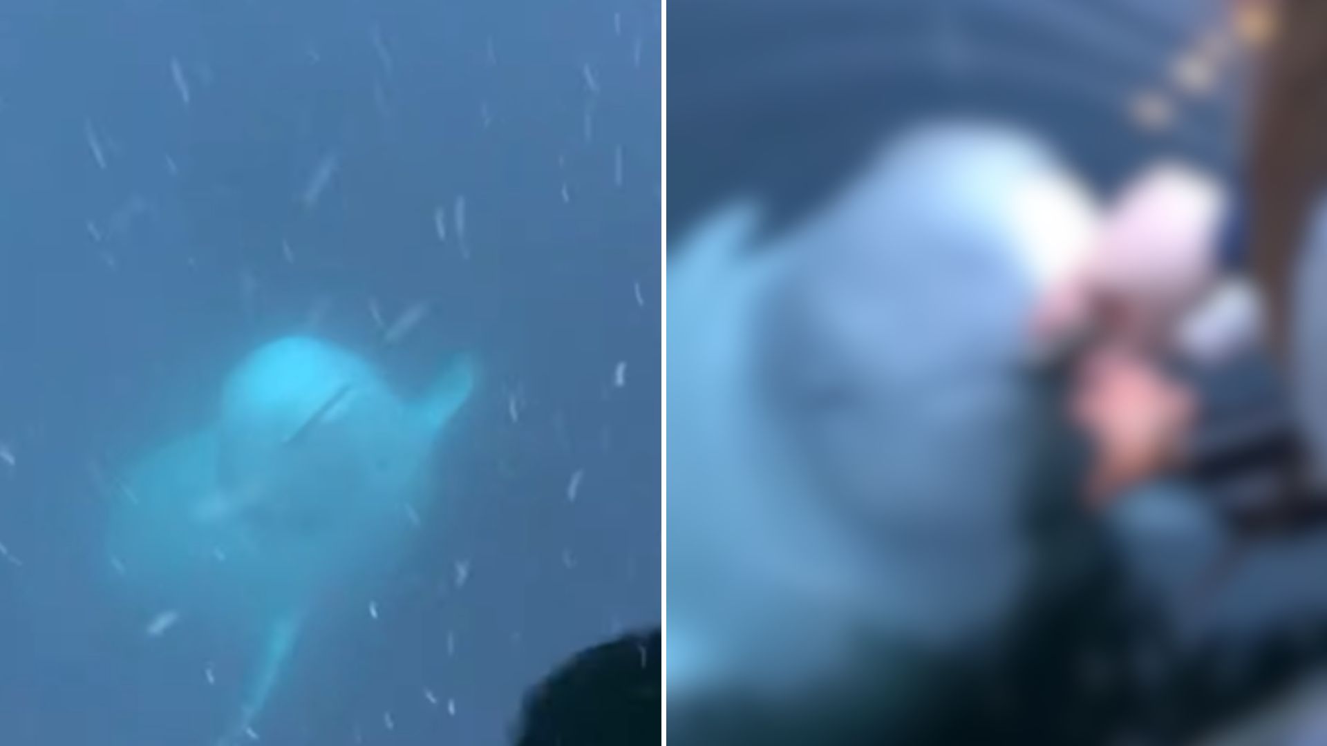 Woman Drops Her Phone Into The Sea And The Most Unexpected Giant Returns It